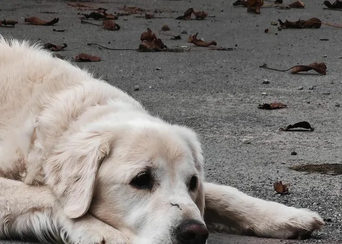 מלון Escape Garni